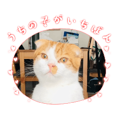 三原家のとらまる