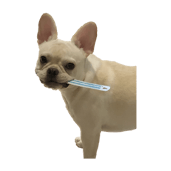 法鬥屁屁-的生活