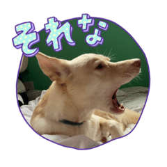 nanairo_20221017070447