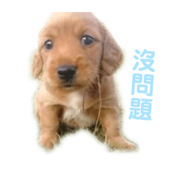臘腸界帥哥喜