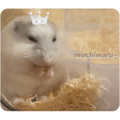 mochimaru_20221016163805