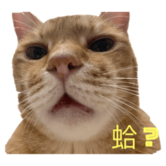 Mini 是隻喵喵怪