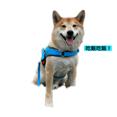 我愛柴柴2.0