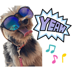 Pure.Peach.Rocky Dogs