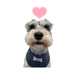 schnauzer_20221017013521