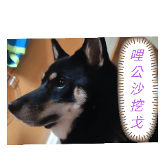 黑柴曾優奈日常