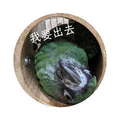 三隻傻鳥鳥
