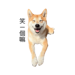 我愛柴柴3.0