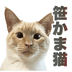 Haku - Sasakama cat