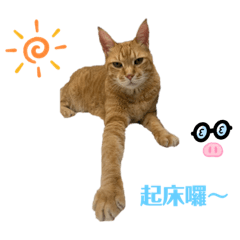 Mini 是隻喵喵怪*