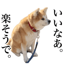 Akita inu Toku2