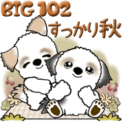 【Big】シーズー犬 102『秋も深まり...』