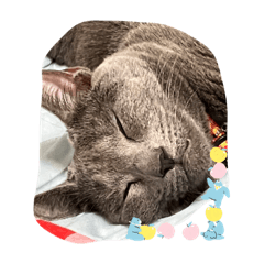 alice_20221017231824