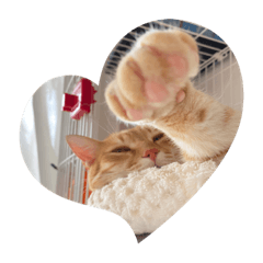 hikari_20221018002208