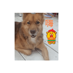 可愛狗狗 ～球球