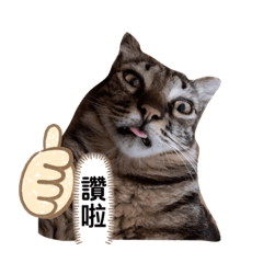 阿肥與多多日常