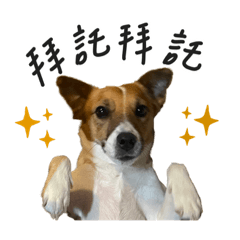 一隻狗多多的日常！