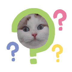 我不是貓我是兔子