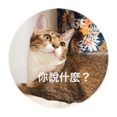 皮皮&麻糬的快樂生活