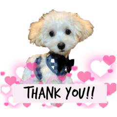 マルプーのくーちゃん