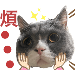 啾啾 蛋蛋❤️