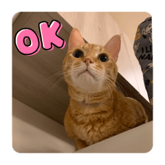 Mini是隻喵喵怪3