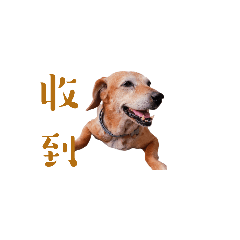 花乖超實用貼圖