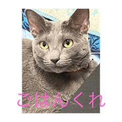 alice_20221019161923