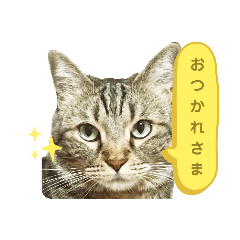 cat_uchino