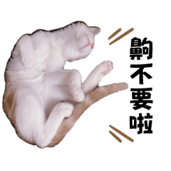 酥酥是隻橘白貓