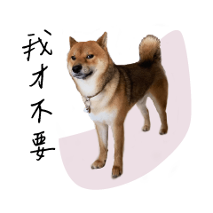 Shibainu YOGO daily life