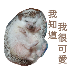 愛睡覺的小刺蝟