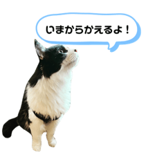 Satouke cats_20221018234929