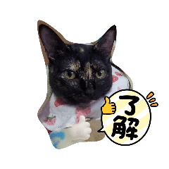 千歲小BB