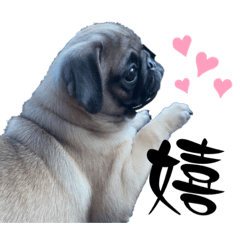 mame.pug_20221020214012