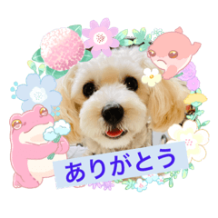 マルプーのくーちゃん②