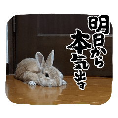 rabbit_20221021134028