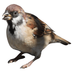piyo piyo sparrow