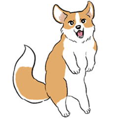 Brown Welsh Corgi with fluffy tail