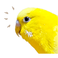 cute budgie boy