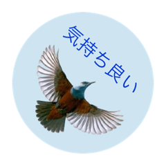 野鳥言葉遊び2