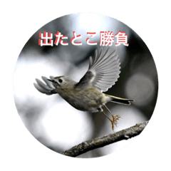 野鳥言葉遊び