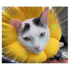 Tiger Cat_20221021203642