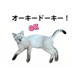 Ｋ我が家の保護猫たち