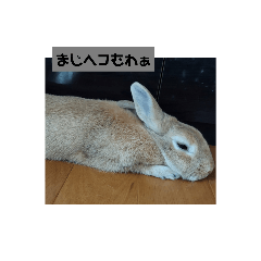 rabbit_20221022152339