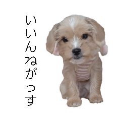 蓮くん＆詩ちゃん(山形弁Ｖｅｒ．2) 犬ワン