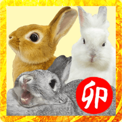 New Year holidays of rabbits