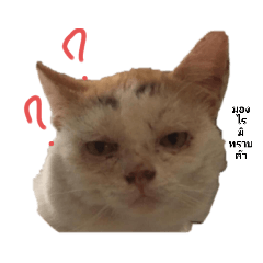maikaew_20221022152708
