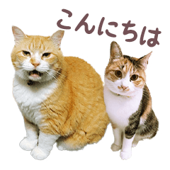 Cat Myuu and Chii