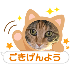 Nekotaya_20221023095019